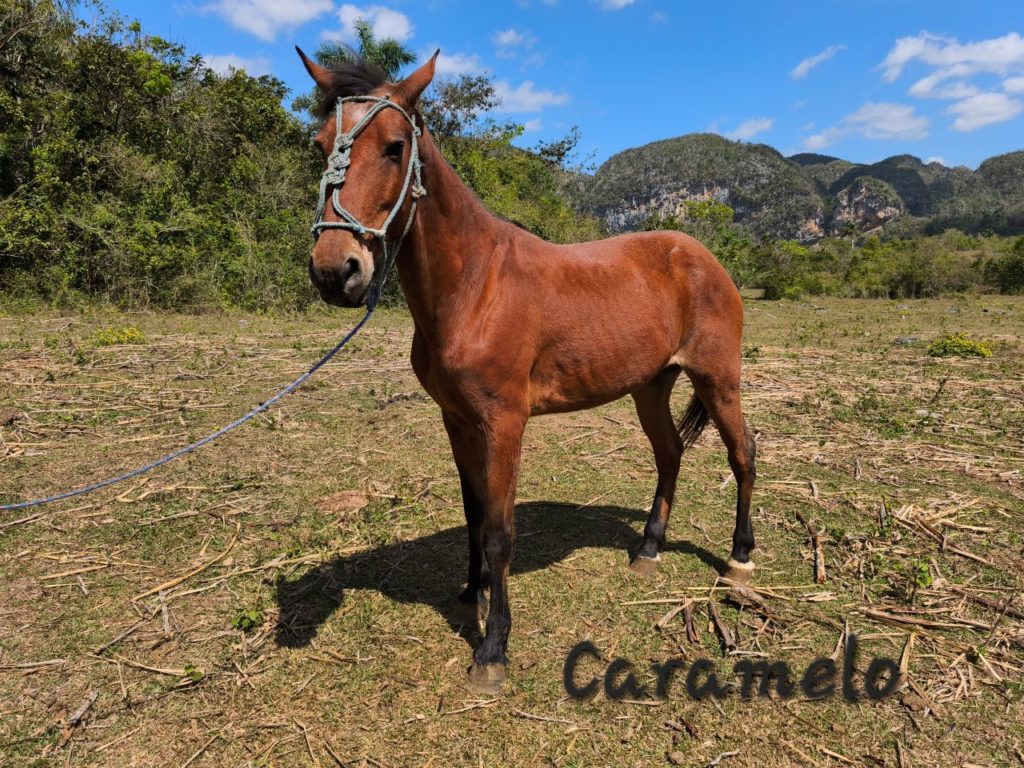 JMC-Vinales-aventura-Chevaux-Caramelo