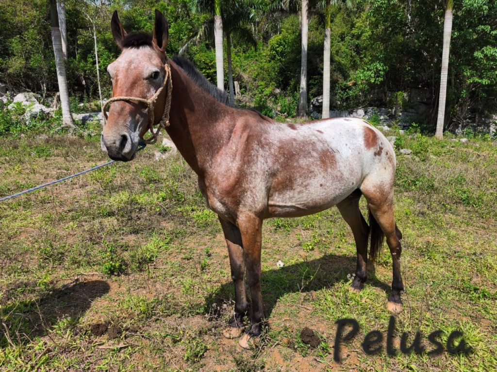 JMC-Vinales-aventura-Chevaux-Pelusa