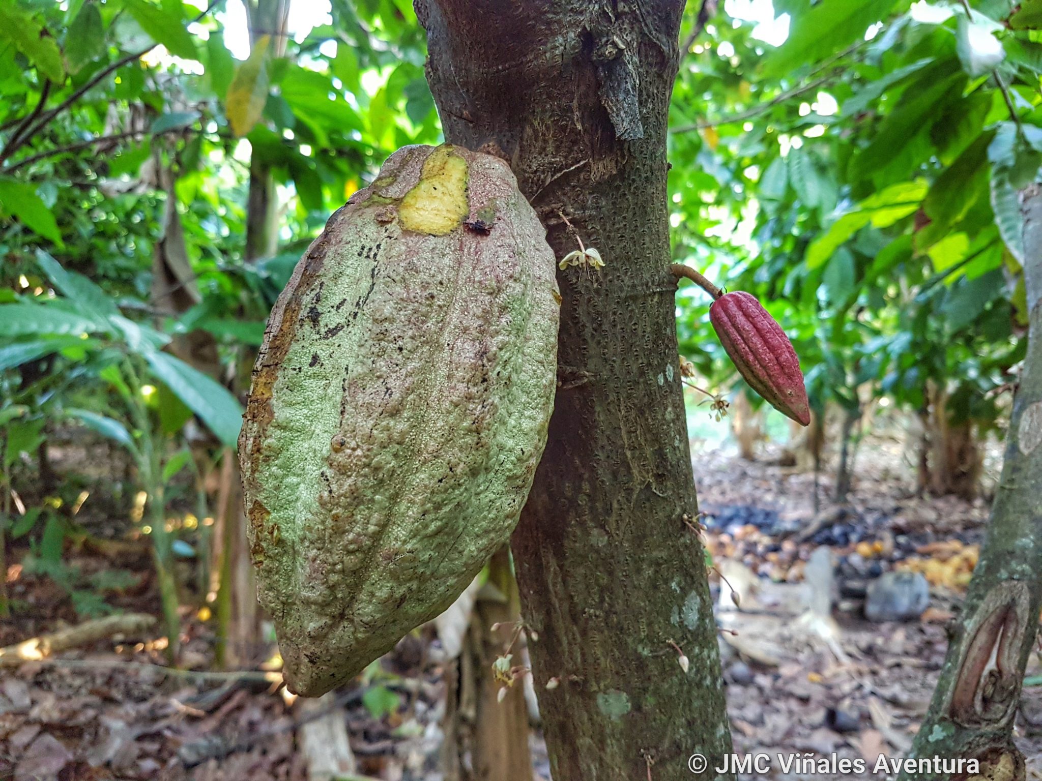 Baracoa 13 - JMC-Vinales-aventura