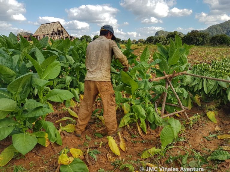 JMC Viñales aventura - Excursion depuis la Havane 5H