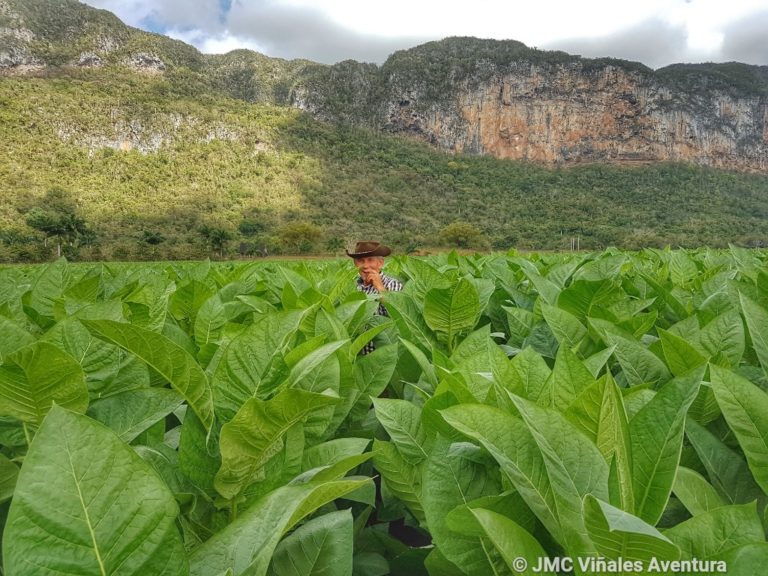 JMC Viñales aventura - Excursion depuis la Havane 9H